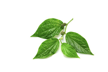 Wild betel leafbush on white background