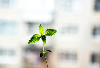 hemp germ on a window background with window silhouettes