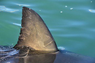 Fototapeta premium Płetwa rekina nad wodą. Ścieśniać. Płetwa grzbietowa żarłacza białego, nazwa naukowa: Carcharodon carcharias, False Bay, RPA, Ocean Atlantycki