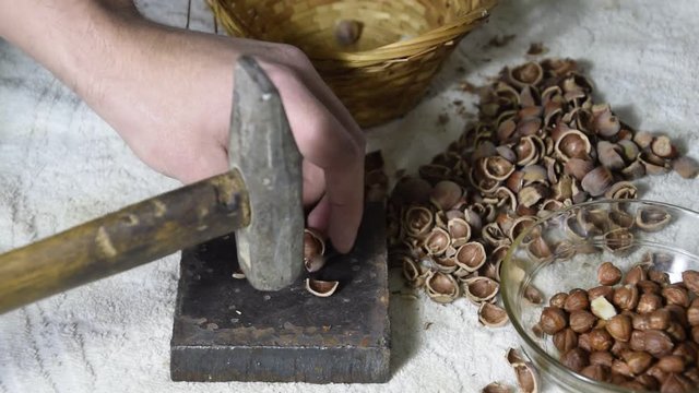 Chipping the hazelnuts with a hammer on the table. Smoothing of hazelnut on a slaty substrate.