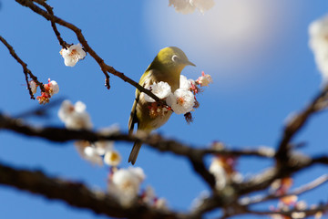梅とメジロ