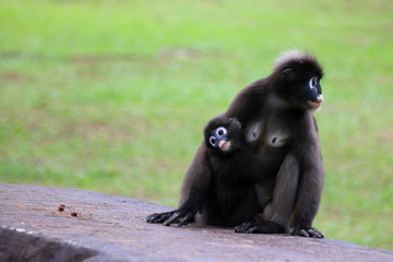 Leaf monkey or Dusky langur is breastfeeding baby in the garden