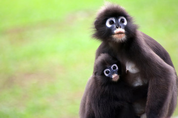 Leaf monkey is breastfeeding baby selective focus
