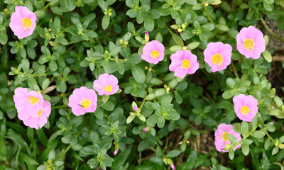 Common Purslane, Verdolaga, Pigweed