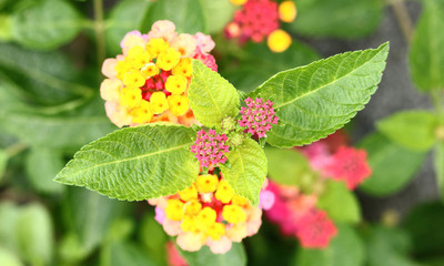 Lantana camara Linn
