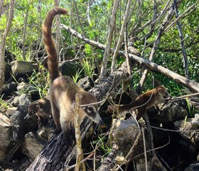 Coati or Coatimundi Play in the Jungle Mangrove