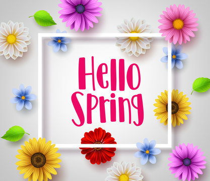Hello spring vector banner design with white boarder, greeting text and colorful elements like daisy flowers and leaves for spring season in white background. Vector illustration.
