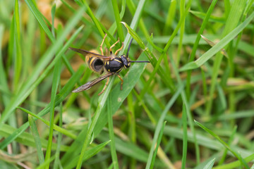 close up of a Wasp trying to climb a blade of grass