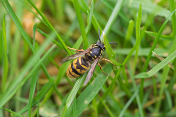 close up of a Wasp trying to climb a blade of grass