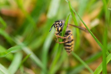 close up of a Wasp trying to climb a blade of grass