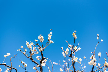 梅の花（梅林）