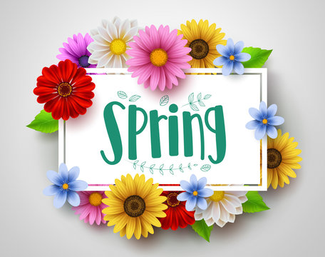 Spring vector template design with spring text in white empty frame and colorful various flowers like daisy and sunflower elements in white background for spring season. Vector illustration.
