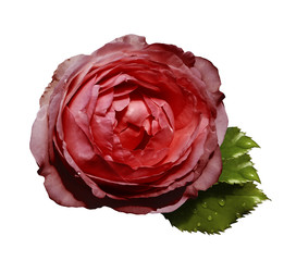 Red flower  roses  on a white isolated background with clipping path  no shadows.  Rose with green leaves.  For design.   Closeup.  Nature.
