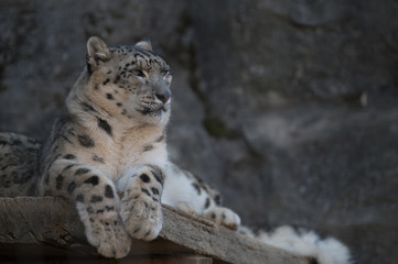 ユキヒョウ