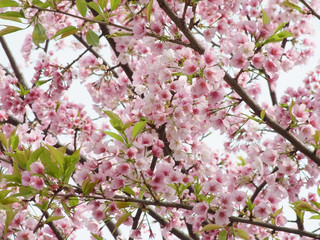 満開の桜