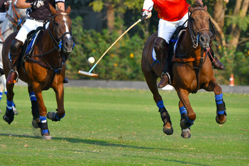 Selective Focus The Horse Polo Player Use a Mallet to Hit a Polo Ball During the match.