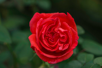 Red rose in garden summertime in bright sunny day