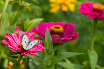 Cabbage White Butterfly on flower in the garden