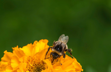 Bombus on flower in the garden