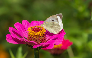 Cabbage White Butterfly on flower in the garden