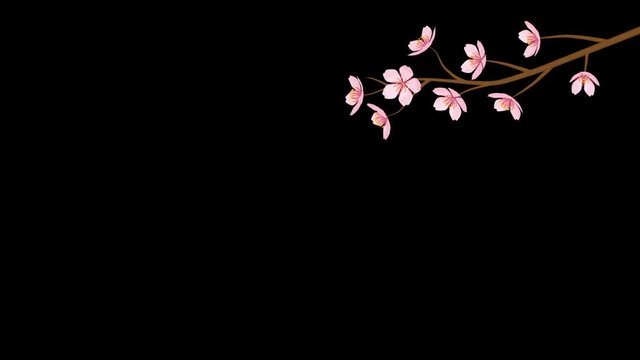 Alpha channel file, Blooming Cherry Blossom flower and Falling Petals Animation - Upper right Position