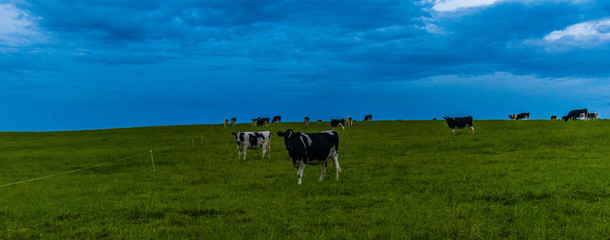 Obraz na płótnie Canvas Cows