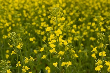 Colorful Spring and Exotic Flowers