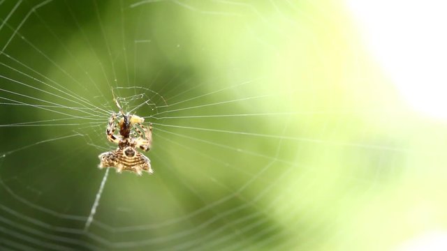 Spider  spinning a web drape round the prey