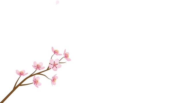 Blooming Cherry Blossom flower and Falling Petals Animation -Below Position