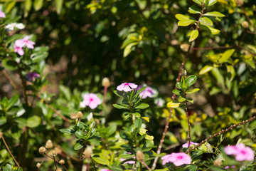  Soft Pink Catharanthus roseus flower