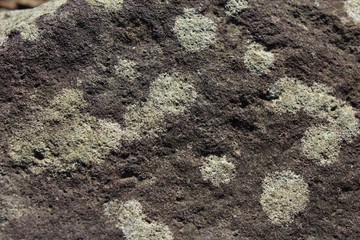 Garden rock texture