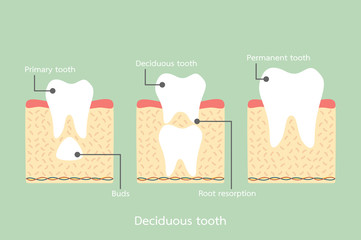 permanent tooth located below primary tooth, anatomy structure including the bone and gum with detail word