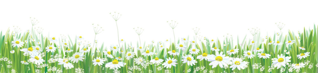 Vector  blossoming daisy  flowers  field, nature border isolated. - 189820852