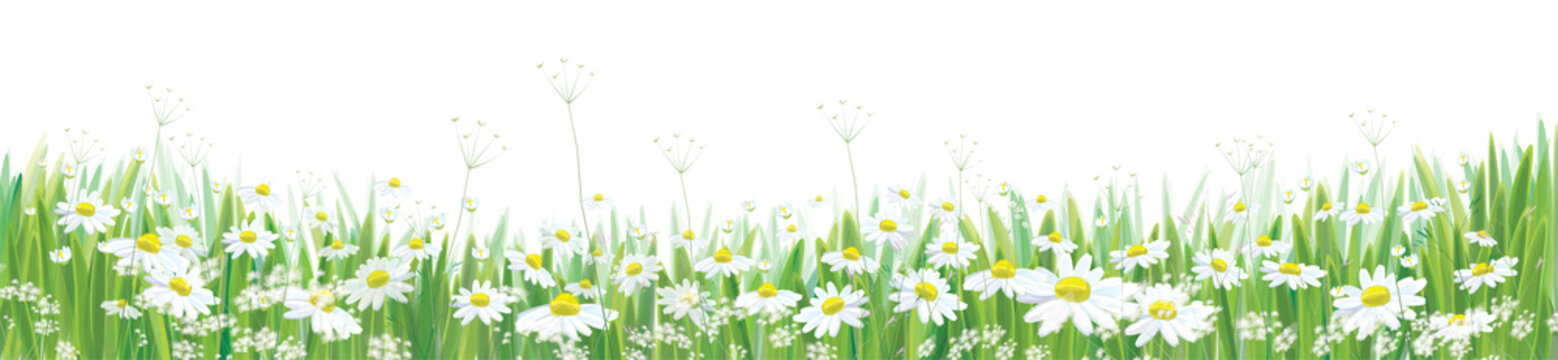 Vector  blossoming daisy  flowers  field, nature border isolated.