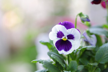 White purple Pansy flower