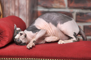 white with a gray cat the sphinx lies on a couch in funny poses