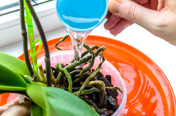 Gardener watering cymbidium orchids in landscape format. Plant care orchids. Healthy roots of young plants Orchid. Proper care and maintenance of plants. 