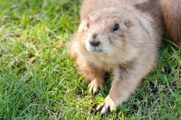 prairie dog (Cynomys ludovicianus) portrait of a cute pet, selective focus