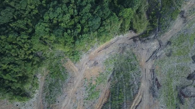 Deforestation. Logging, environmental destruction of rainforest