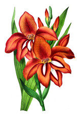 Illustration of palnt.