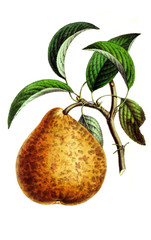 Illustration of pear.