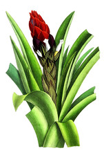 Illustration of palnt.