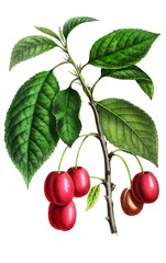 Illustration of palnt.