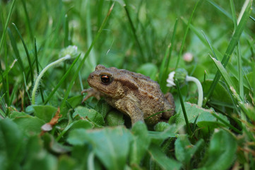crapaud