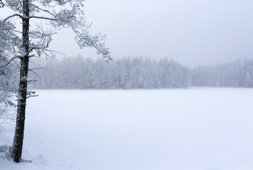 Silent winter wonderland ni Finland. Cold wintry morning with frozen tree branches and snow covered ground. Peaceful and silent environment. Foggy forest. Focus point on tree in front.