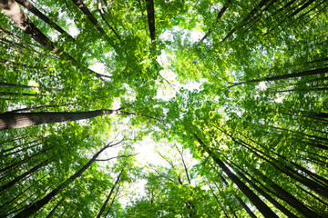 Green forest. Tree with green Leaves and sun light.