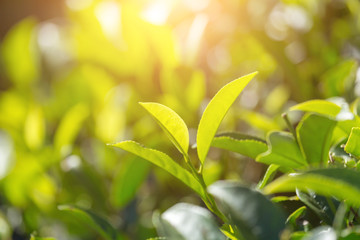 Green tea leaves in a tea plantation