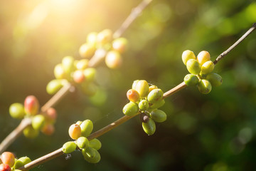 coffee beans ripening on tree