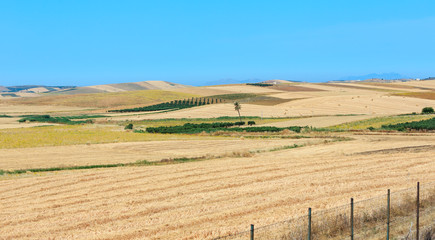 Sicily summer agriculture countryside, Italy