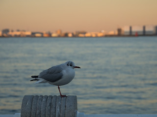 夕暮れの横浜港のユリカモメ